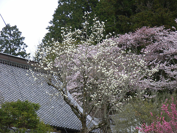 弘川寺のハクモクレン