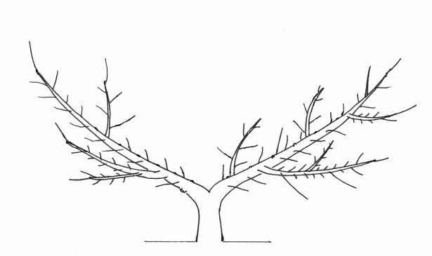 果樹のせん定真っ最中 Npo 大阪 緑と樹木の診断協会
