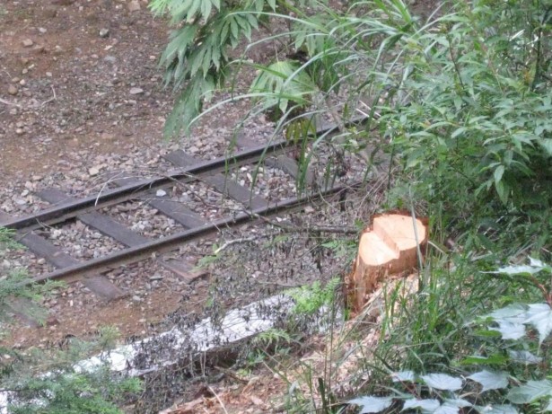 阿里山森林鉄道脇の樹木は事故防止のためにところどころ伐採されていました。しかし、腐朽も空洞も無いヒノキでした。