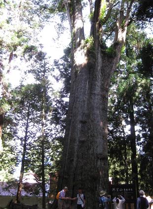 阿里山香林神木（紅檜）看板には幹周12.3ｍ、樹高45m、樹齢2300年と記されていました。巨樹がたくさんあります。「阿里山は世界遺産に登録されない」とたまたま居たガイドの人が言っていました。台湾は国際的に正式な国として認められていない面があり、そして中国からの反対でつぶされるので世界遺産に登録されることは無いそうです。
