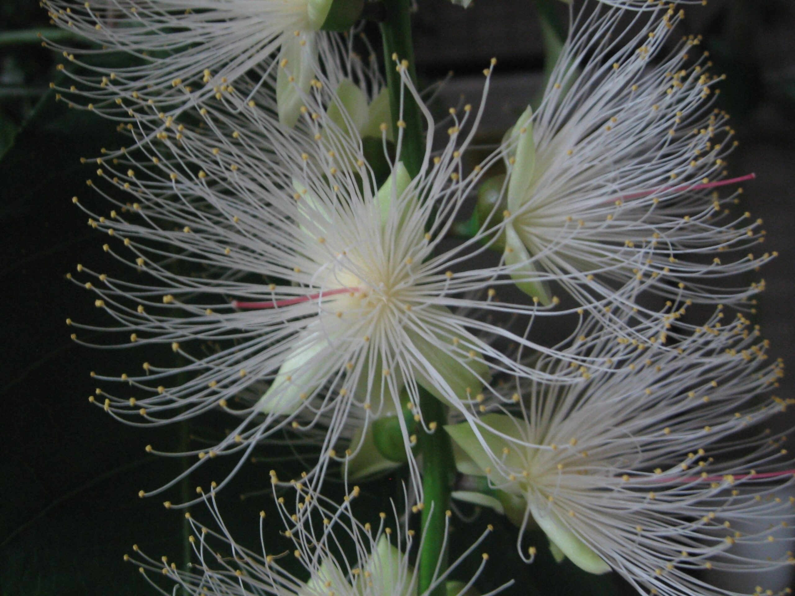 サガリバナが開花しました。 - NPO 大阪 緑と樹木の診断協会