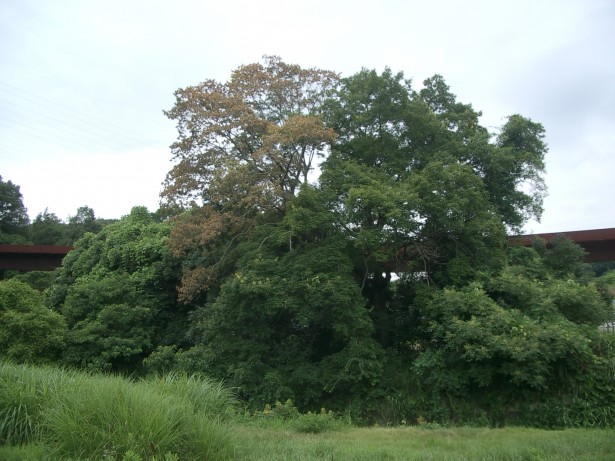 堺市南区にあるコナラの枯木