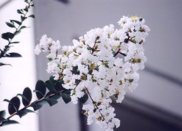 白花のサルスベリ