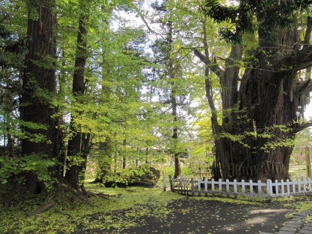 根岸のイチョウ　幹周16m 樹高31.6m 樹齢1,100年