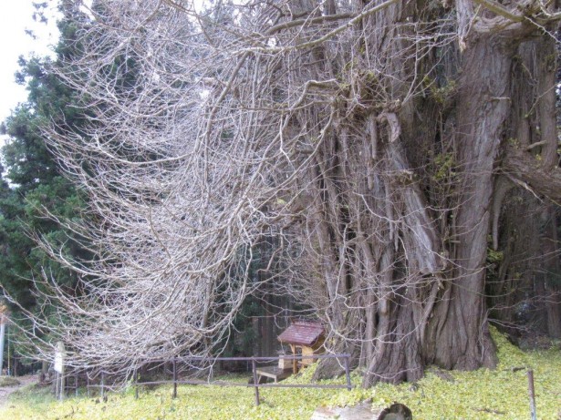 法量のイチョウ　幹周14.5m 樹高32m 樹齢1,100年