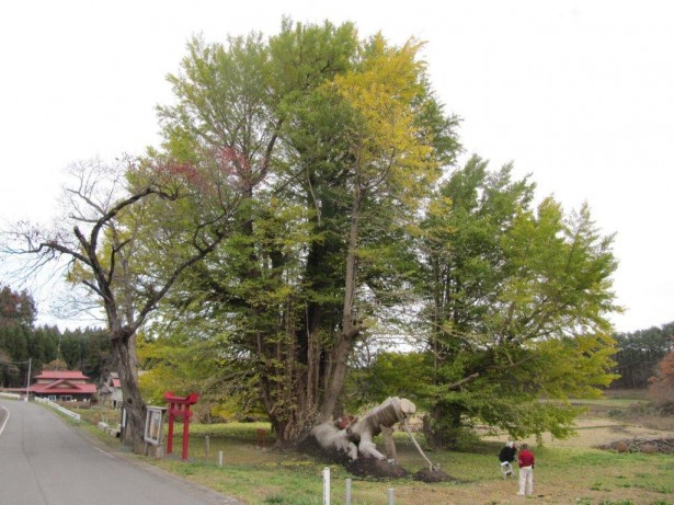 銀杏ノ木窪の大イチョウ　幹周13.3m 樹高30m 樹齢1,000年