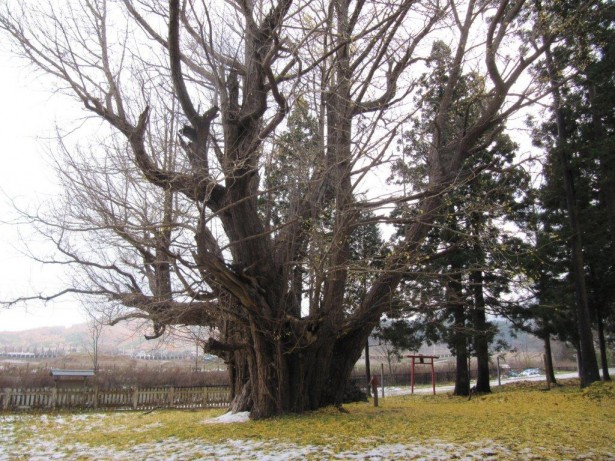 宮田のイチョウ　幹周9.2m 樹高18m 樹齢800年