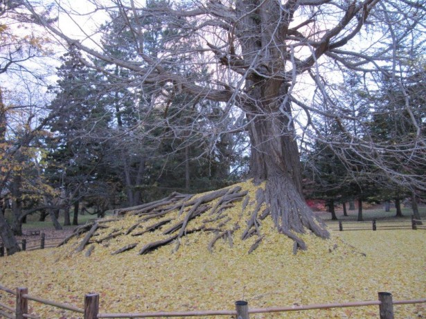 弘前公園のイチョウ　幹周6.2m 樹高27.5m 樹齢300年