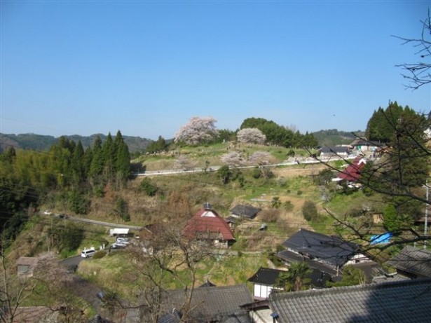 醍醐桜と周りの集落