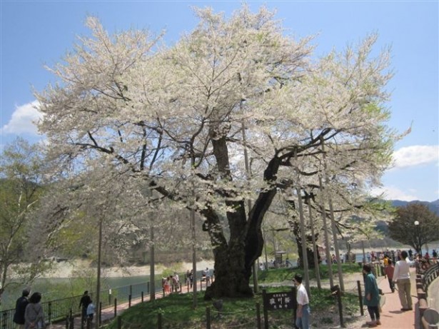 北側から見た荘川桜