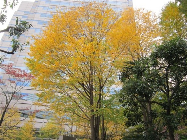 東京都の樹木 その１ Npo 大阪 緑と樹木の診断協会