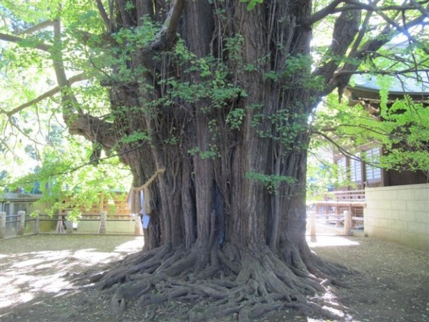 千本公孫樹の幹と根