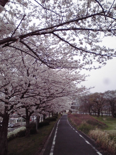 桜(ソメイヨシノ）並木