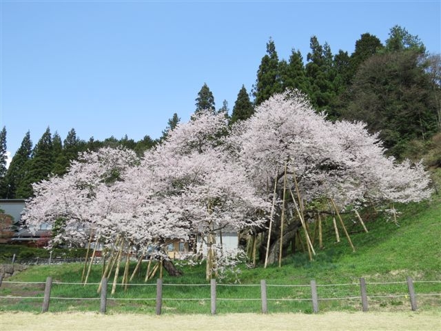 中部地方の一本桜 13 その４ Npo 大阪 緑と樹木の診断協会
