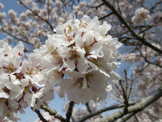 神代桜の花
