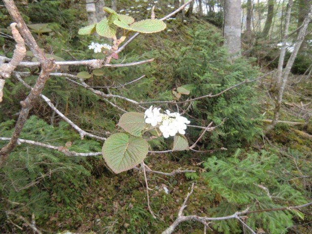 オオカメノキの白い花弁