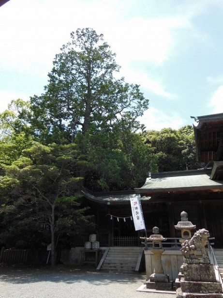 波太神社のヒノキ