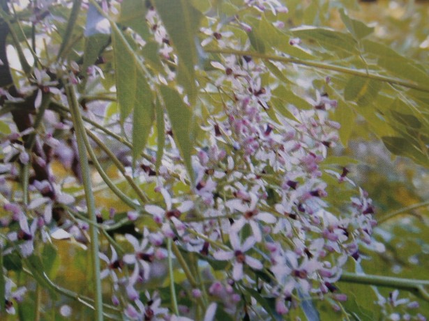 楝(あふち)は、センダン科センダン属の落葉高木の栴檀(せんだん)の古名です
