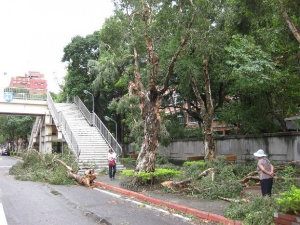 台風通過後9時間後の台北市内。倒木や散乱した枝を避けながら通行する人達。