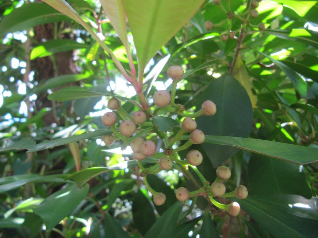 台湾の樹木 第３回 Npo 大阪 緑と樹木の診断協会