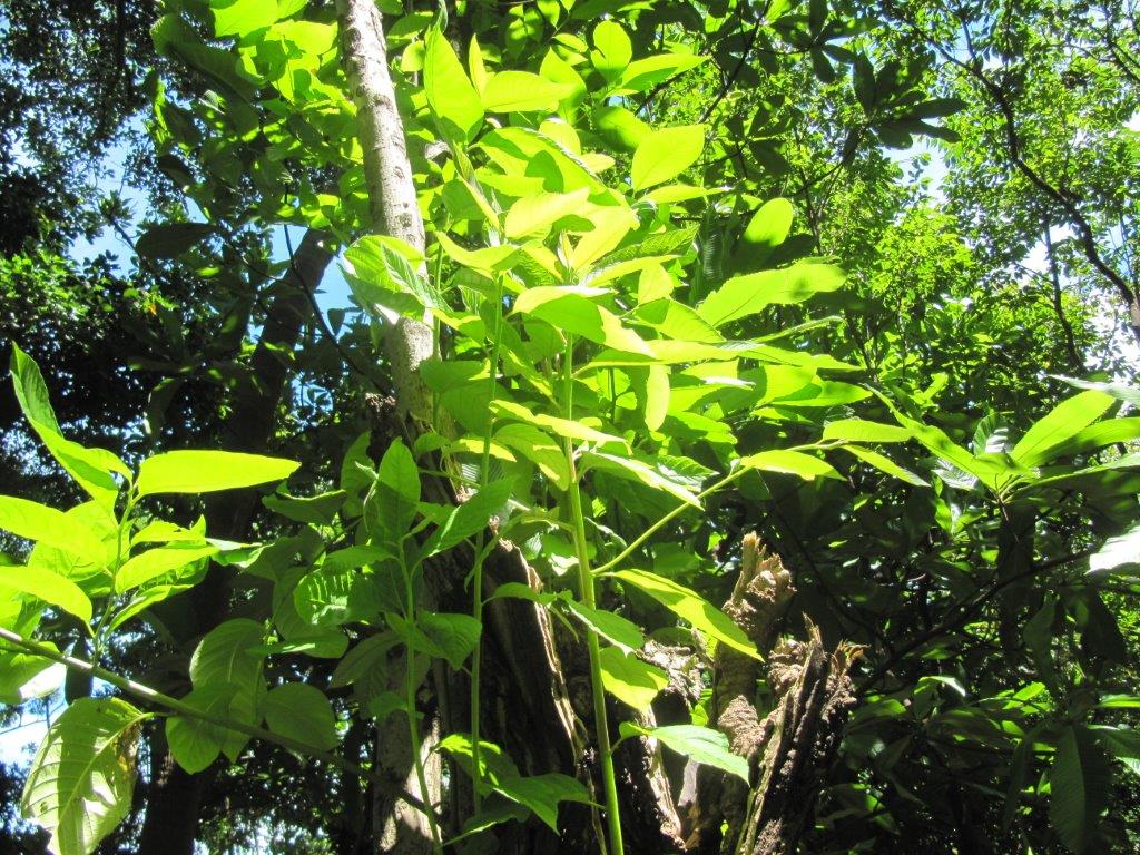 台湾の樹木 第３回 Npo 大阪 緑と樹木の診断協会