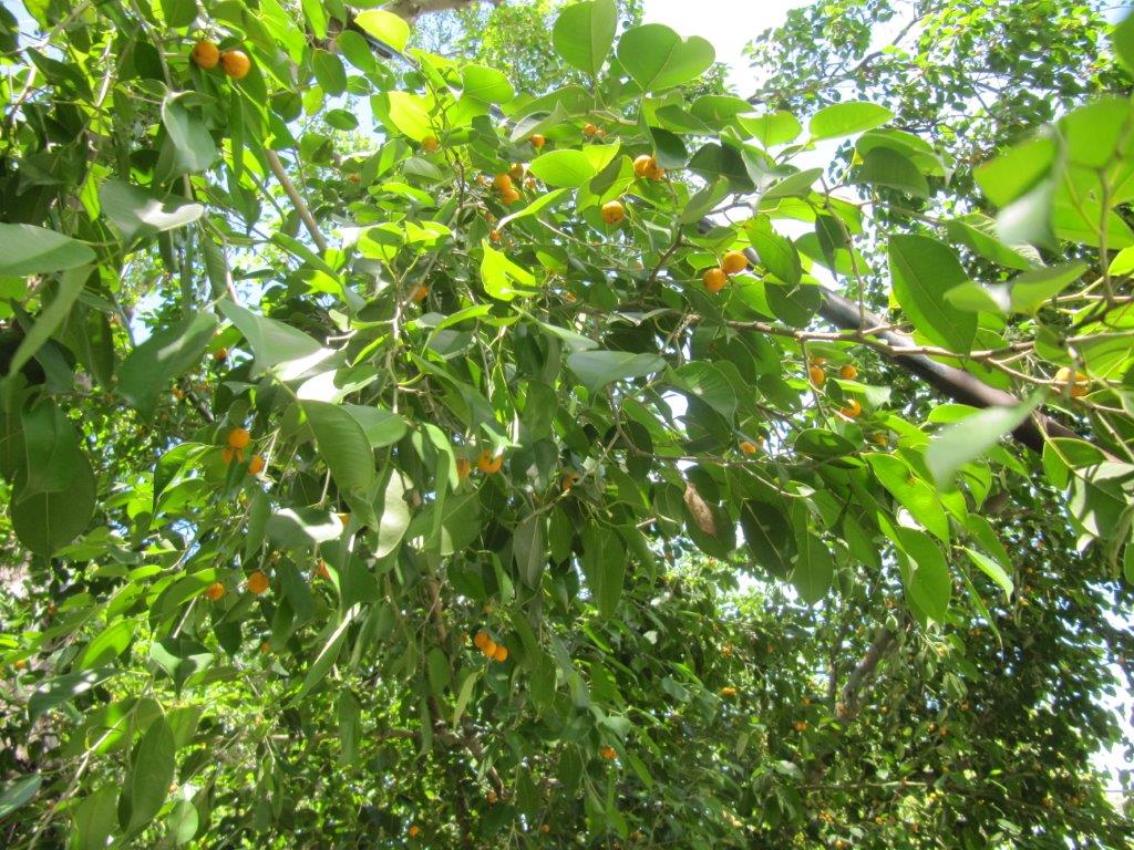 台湾の樹木 第３回 Npo 大阪 緑と樹木の診断協会