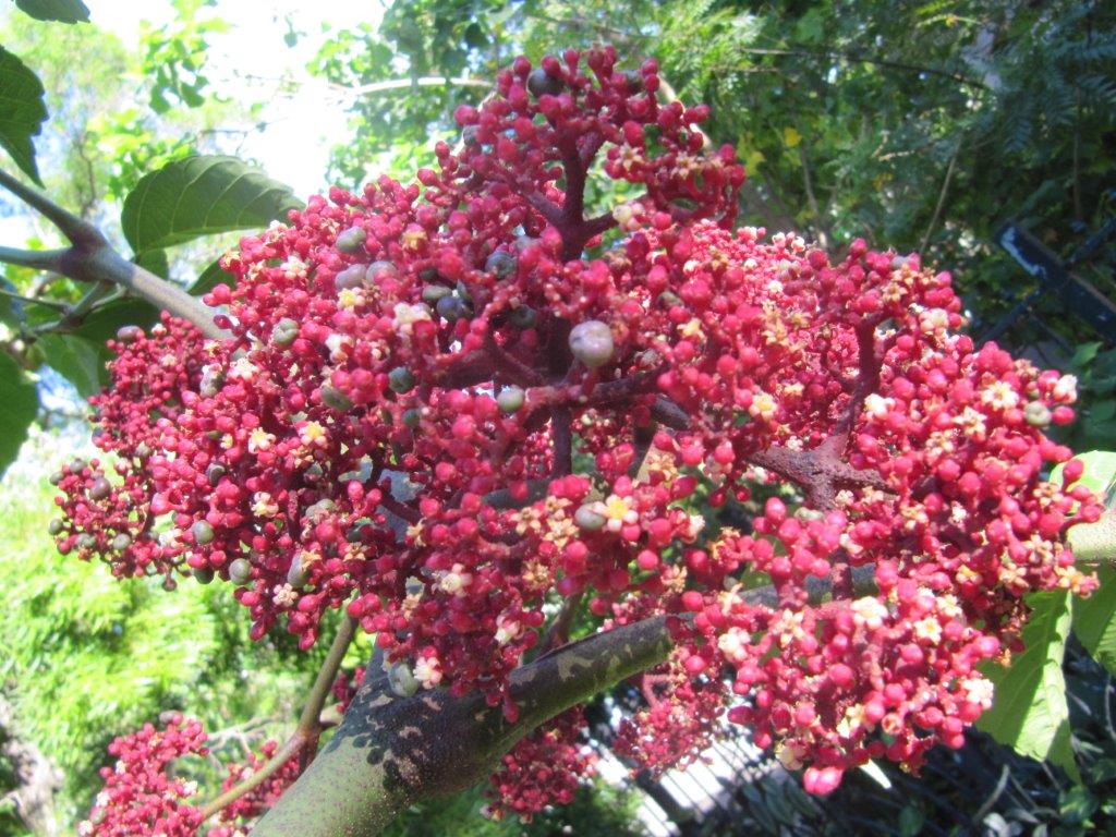 台湾の樹木 第３回 Npo 大阪 緑と樹木の診断協会