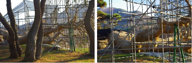 (2012年10月26日、倒木した王松は根株を覆土、幹は緑化テープで養生されていた)