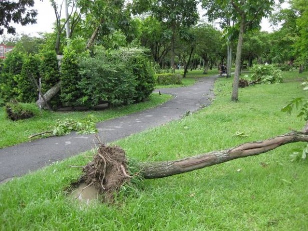 台北市内の公園で見かけた台風による倒木。何本もの樹木が倒木している。小さな壷穴状の植栽枡を掘って植えられている。 排水性が悪く周辺土壌が固結化しているため水が植栽枡に集中している。